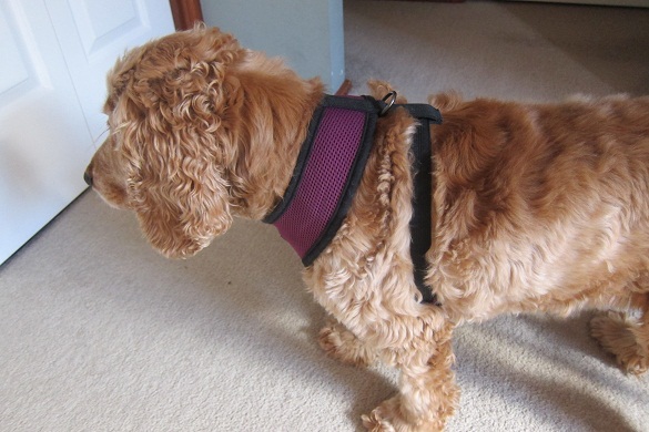 Lucy-in-her-Puppia-Harness