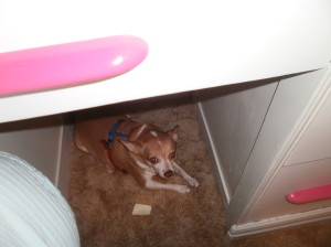 Chihuahua - Cataracts