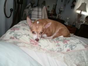 Blind Dog - Chihuahua