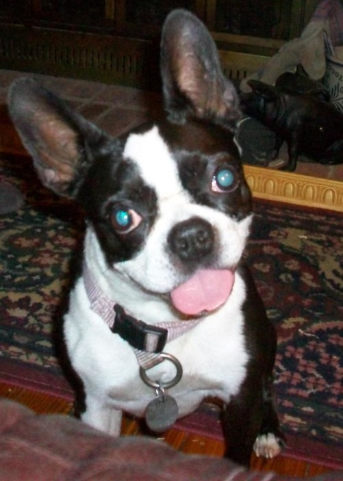 One Sad Boston Terrier Blind Dog Support For Owners of